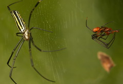 Argyrodes miniaceus