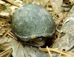 Kinosternon subrubrum