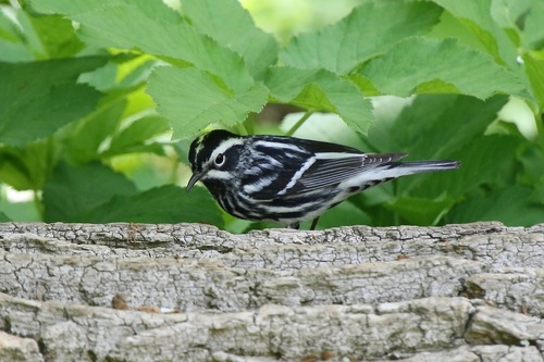 Reinita trepadora (Mniotilta varia)