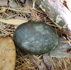 Kinosternon subrubrum