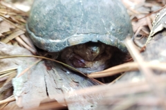 Kinosternon subrubrum