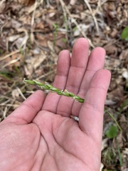 Oryzopsis asperifolia
