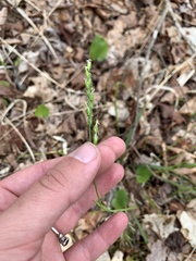 Oryzopsis asperifolia