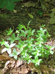 Galium lanceolatum