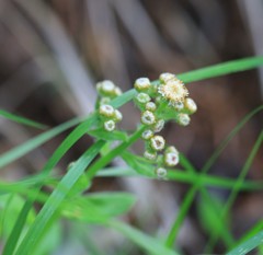 Antennaria racemosa