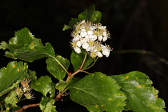 Crataegus gaylussacia