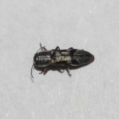 Agrilus ornatulus