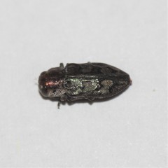 Chrysobothris ignicollis