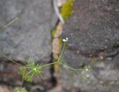Apiastrum angustifolium