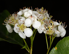 Crataegus gaylussacia