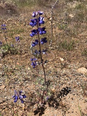 Lupinus spectabilis