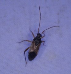 Eustictus