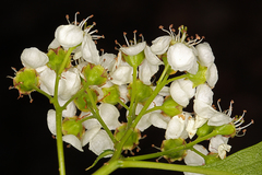 Crataegus gaylussacia
