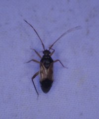 Eustictus