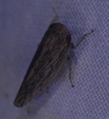 Paraphlepsius planus