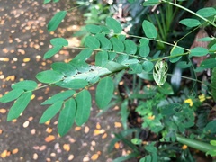 Polyura hebe