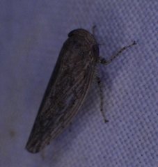 Paraphlepsius planus