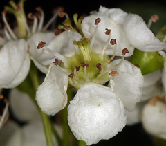 Crataegus gaylussacia