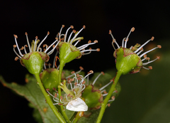 Crataegus gaylussacia