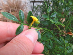 Chrysojasminum humile