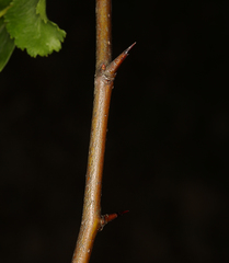 Crataegus gaylussacia