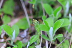Antennaria racemosa