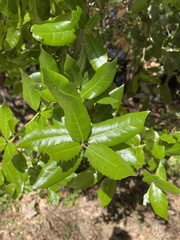 Quercus parvula