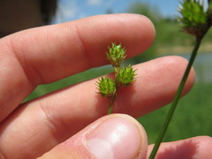 Carex brevior