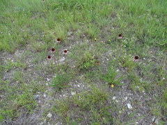Echinacea atrorubens