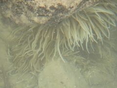 Heteractis crispa