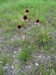 Echinacea atrorubens