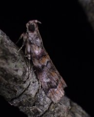 Dioryctria pygmaeella