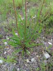Echinacea atrorubens