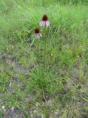 Echinacea atrorubens
