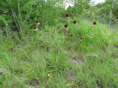 Echinacea atrorubens