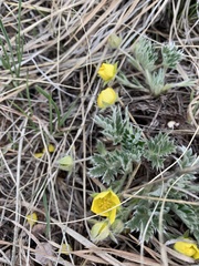 Potentilla concinna
