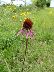 Echinacea atrorubens