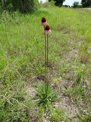 Echinacea atrorubens
