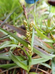 Carex saliniformis