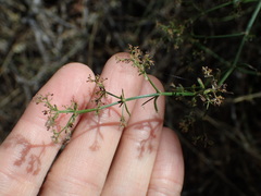 Galium angustifolium