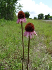Echinacea atrorubens