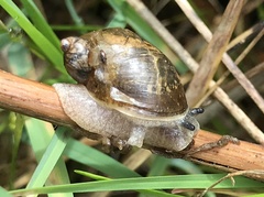 Novisuccinea ovalis