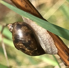 Novisuccinea ovalis