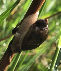 Novisuccinea ovalis