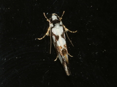 Machetis aphrobola