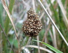 Araneus trifolium