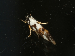 Machetis aphrobola