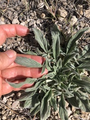 Phacelia heterophylla