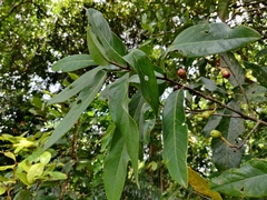 Litsea stocksii