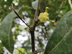 Litsea stocksii